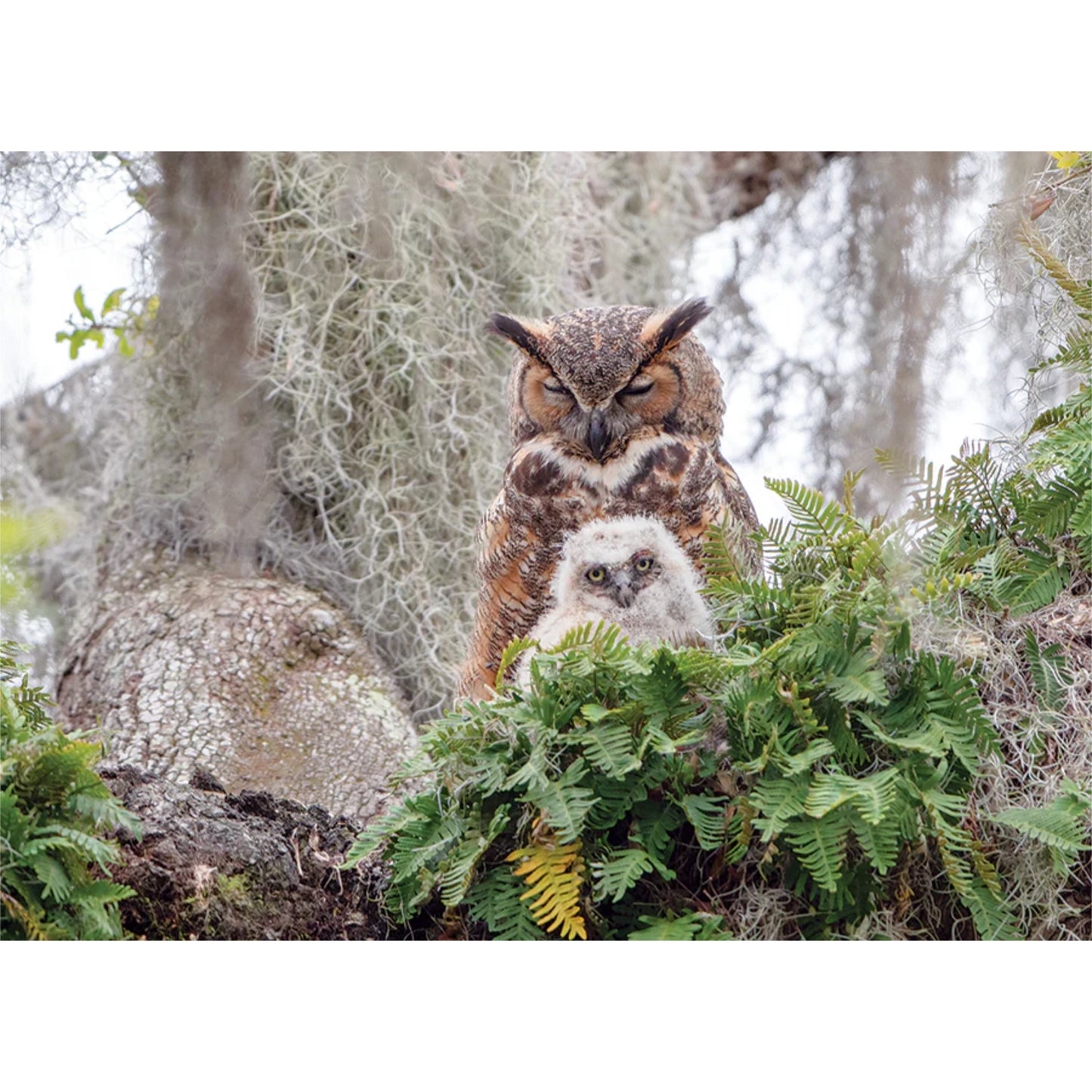 Great Horned Owl | 1000 Piece