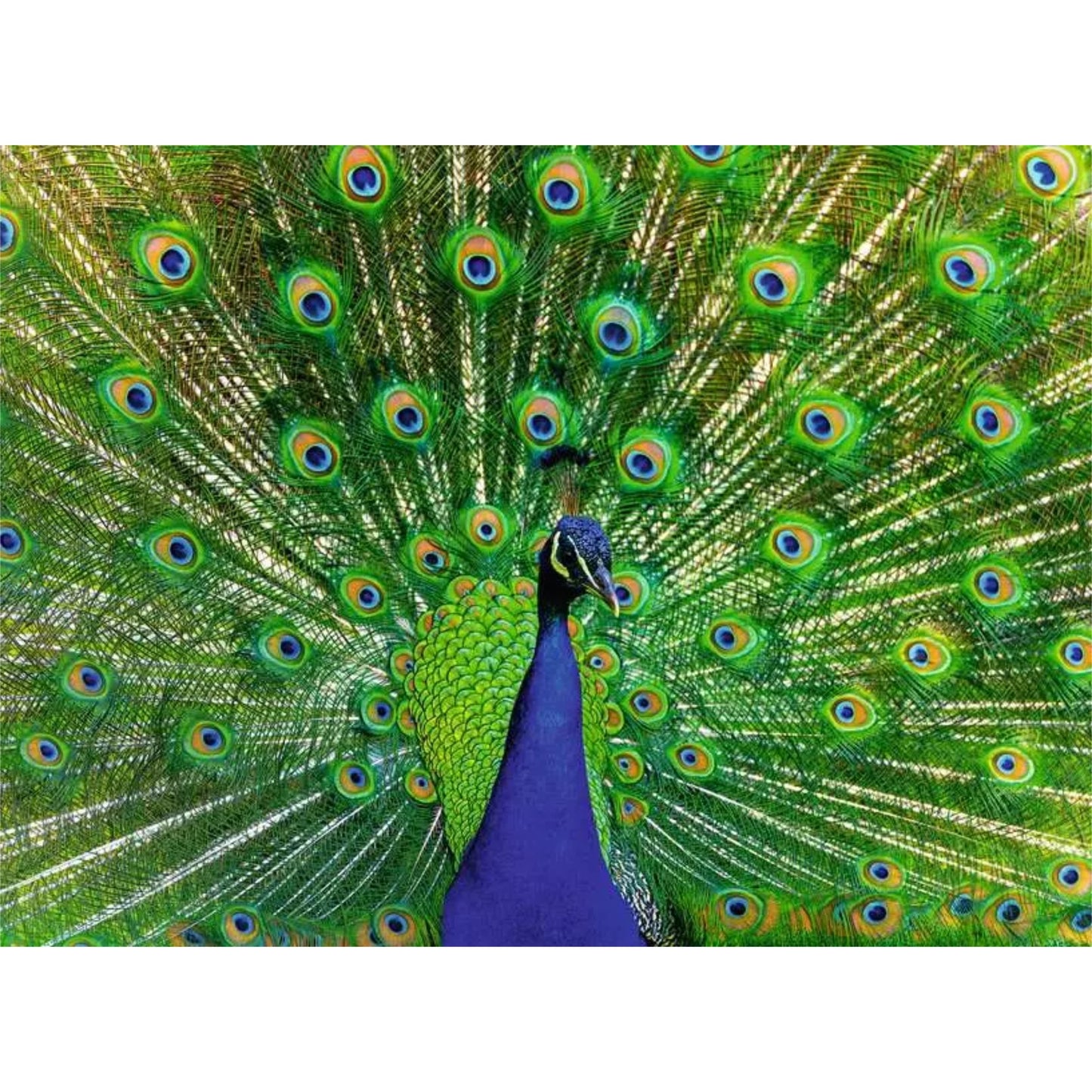 Peacock | 500 pièces