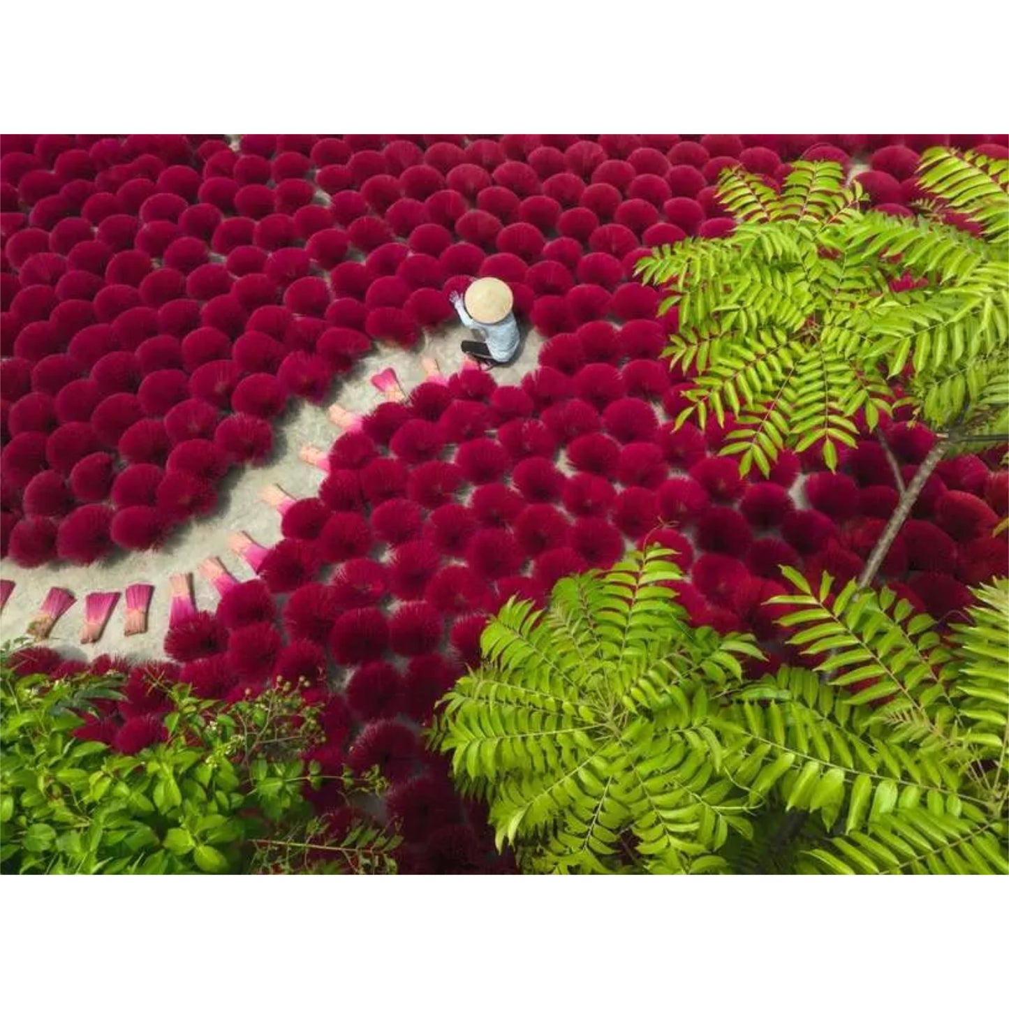 A Sea of Red | 500 pièces