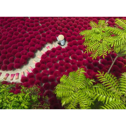 A Sea of Red | 500 pièces