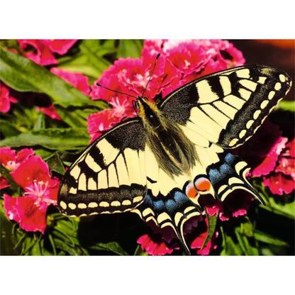 Butterfly | 500 pièces