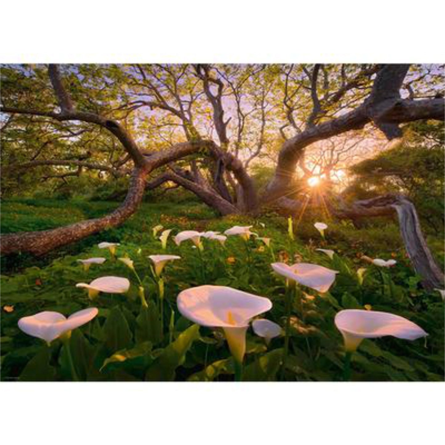 Magic Forests - Calla Clearing | 1000 pièces