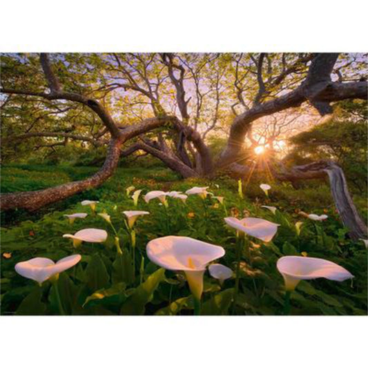 Magic Forest, Calla Clearing | 1000 piece