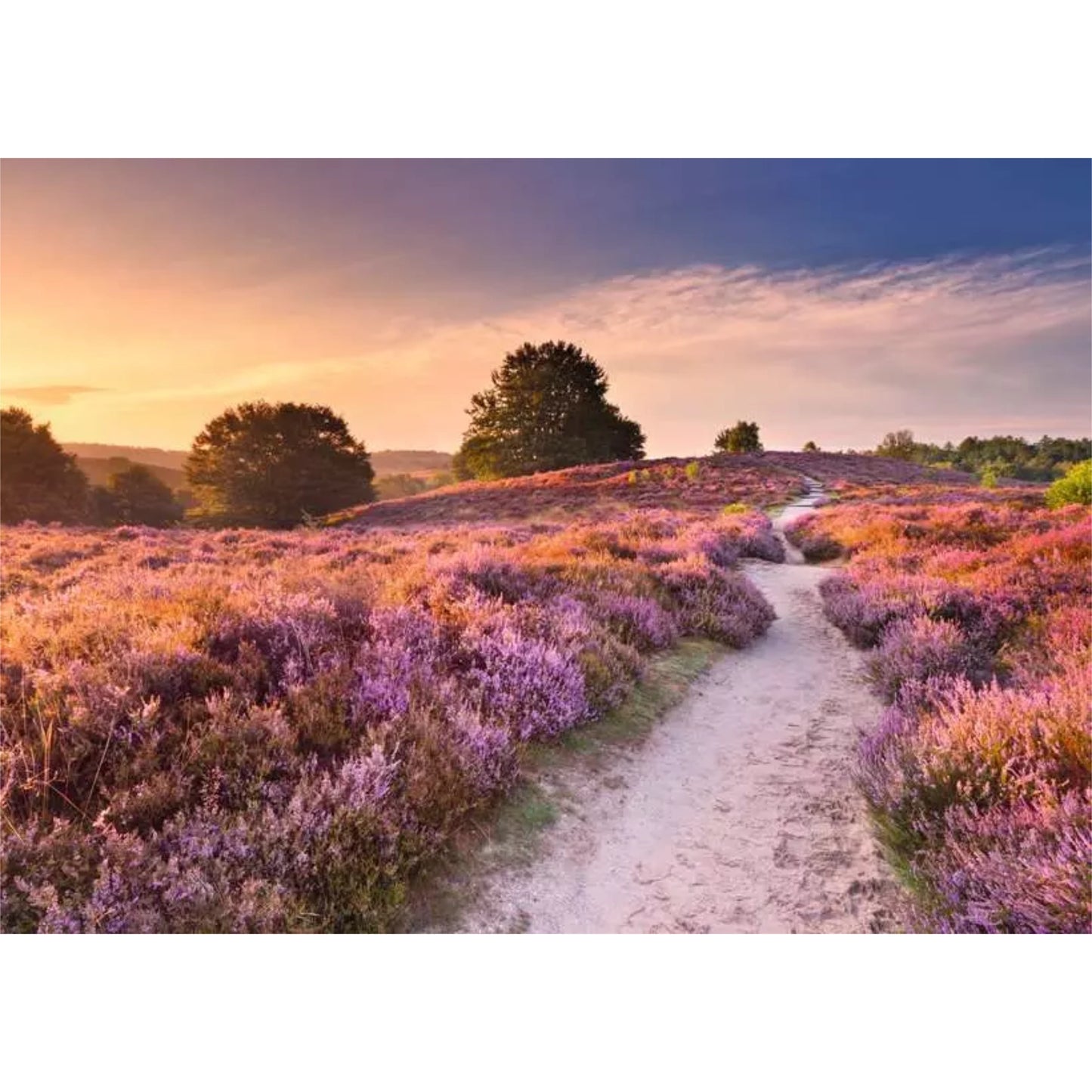 Pink Pathways | 1000 pièces