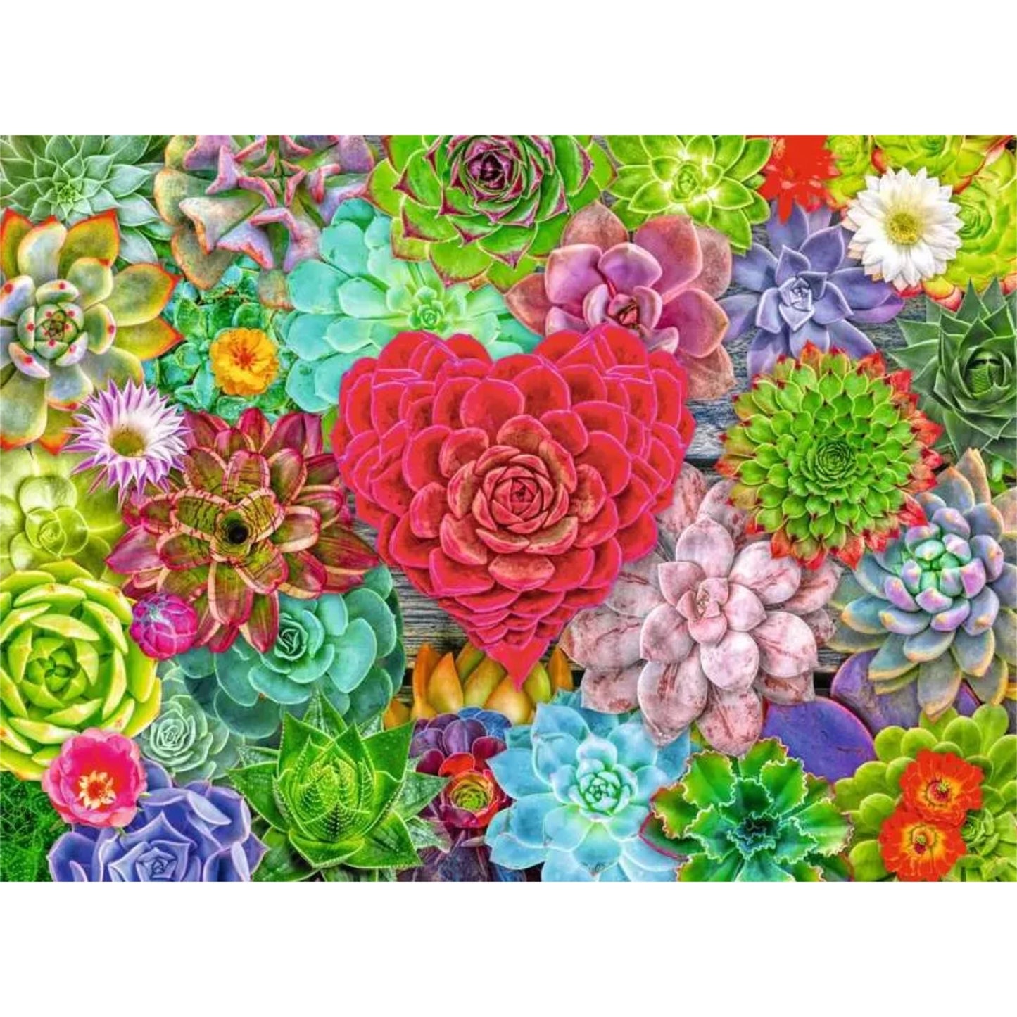 Succulent Love | 500 piece